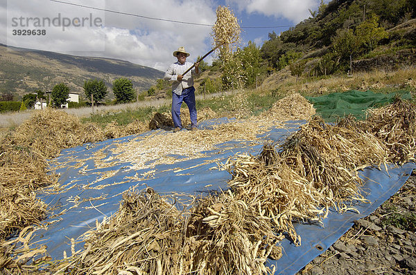 Farmer worfelt Bohnen  BubiÛn  Alpujarras  Provinz Granada  Andalusien  Spanien  Europa