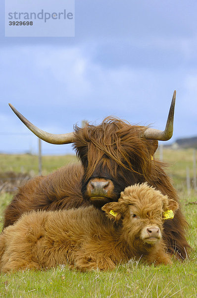 Schottische Hochlandrinder (Bos taurus)  Insel Skye  Highlands Region  Schottland  Vereinigtes Königreich  Europa