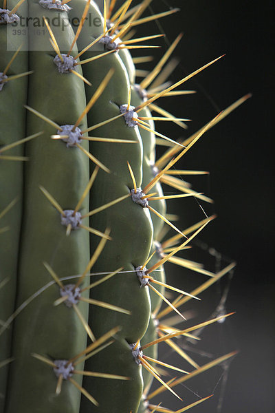 Spitze Stacheln eines Saguaro Kaktus (Carnegiea gigantea)