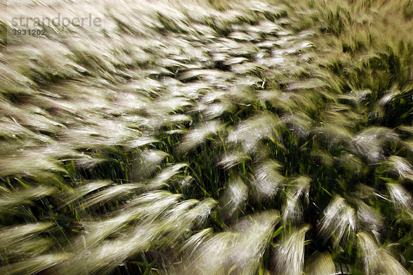 Getreidefeld  in Bewegung  im Wind