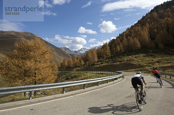 Rennrad-Fahrerin und Fahrer auf Penserjochstraße  herbstlich gefärbte Lärchen  Südtirol  Italien  Europa