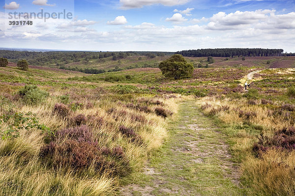 Cannock Chase Bezirk  Staffordshire  England  Vereinigtes Königreich  Europa