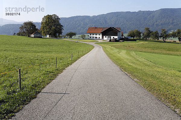 Asphaltierte  gerade Straße führt zu einem Bauerngehöft  grüne Wiese  Mondseer Land  Oberösterreich  Österreich  Europa