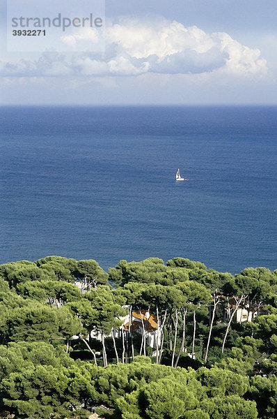 Südfranzösische Küste bei Antibes  Pinienwald  Blick aufs Meer mit kleinem Segelschiff  CÙte d'Azur  Var  Südfrankreich  Frankreich  Europa