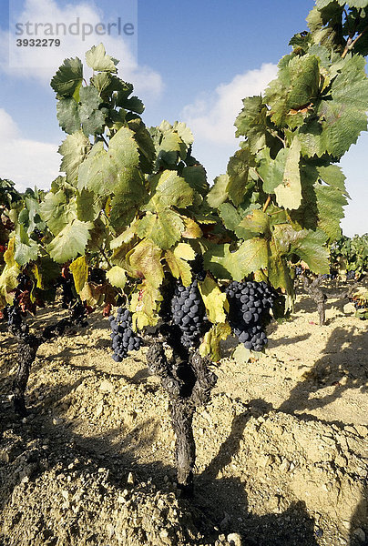 Weinstock mit roten Trauben  CÙte de Provence  Saint-Tropez  Gassin  CÙte d'Azur  Var  Südfrankreich  Frankreich  Europa