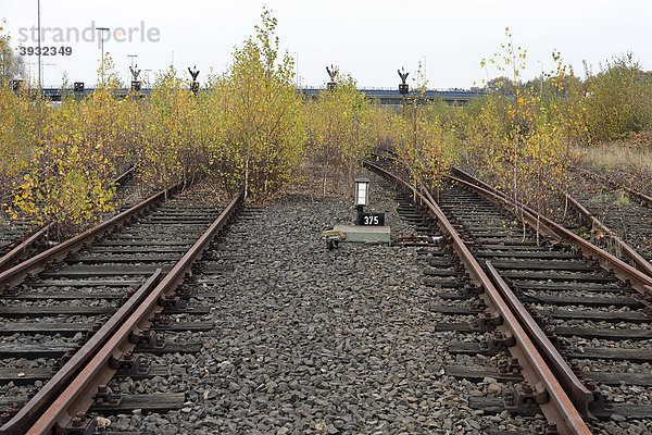 Zwei Gleise verschwinden in einem Birkenwäldchen  Ende der Strecke  stillgelegter Rangierbahnhof Duisburg-Wedau  Ruhrgebiet  Nordrhein-Westfalen  Deutschland  Europa