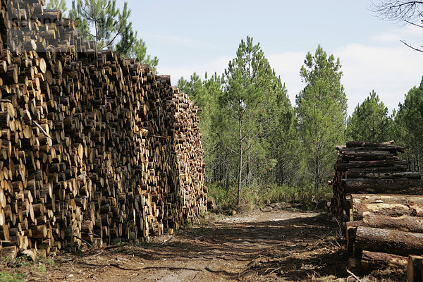 Gestapelte Baumstämme  Holzlager  Holzindustrie  bei Arcachon  Atlantikküste  Bordeaux  Frankreich  Europa