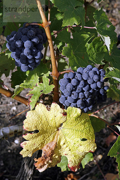 Reife Weintrauben im Weinberg  Medoc  Aquitanien  Frankreich  Europa