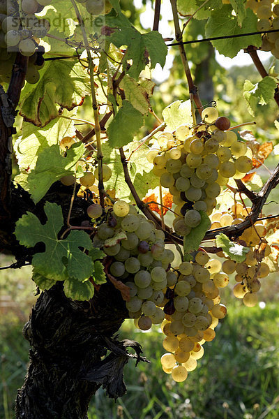 Semillon-Weintrauben im Weinberg des Chateau Monbazillac  Dordogne  Aquitanien  Frankreich  Europa
