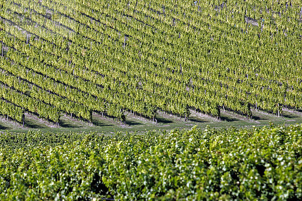 Semillon-Weintrauben im Weinberg  Monbazillac  Dordogne  Aquitanien  Frankreich  Europa