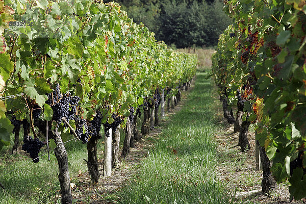 Reife Weintrauben im Weinberg  St. Emilion  Bordeaux  Frankreich  Europa