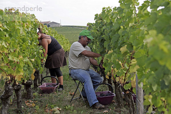Arbeiter  reife Weintrauben im Weinberg  St. Emilion  Aquitaine  Frankreich  Europa