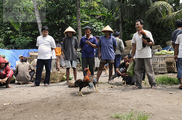 Hahnenkampf auf einem Wochenmarkt in der Nähe von Yogjakarte  Mitteljava  Indonesien  Südostasien