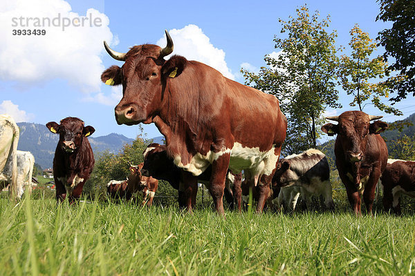Kühe  Hausrind (Bos primigenius taurus) auf der Weide  Salzkammergut  Oberösterreich  Österreich  Europa