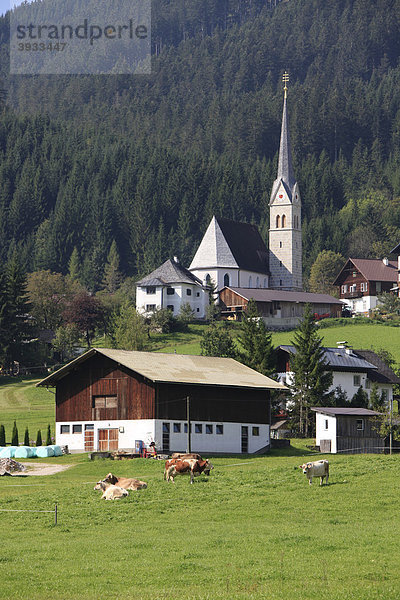 Weidende Kühe vor katholischer Kirche  Gosau  Salzkammergut  Oberösterreich  Österreich  Europa