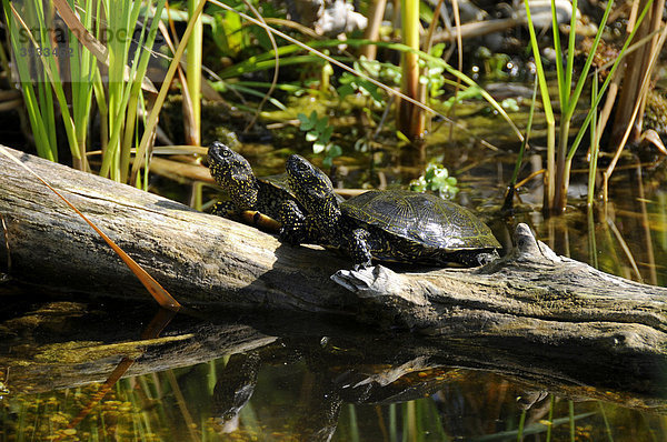 Europäische Sumpfschildkröten (Emys orbicularis)  Nationalpark Donau-Auen  Marchfeld  Niederösterreich  Österreich  Europa