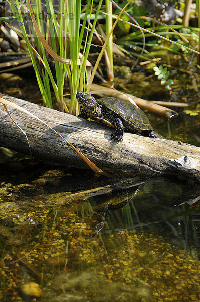Europäische Sumpfschildkröte (Emys orbicularis)  Nationalpark Donau-Auen  Marchfeld  Niederösterreich  Österreich  Europa