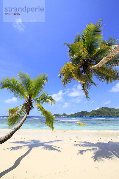 Kokospalmen (Cocos nucifera) am Meer  Baie Lazare  Insel Mahe  Seychellen  Afrika  Indischer Ozean