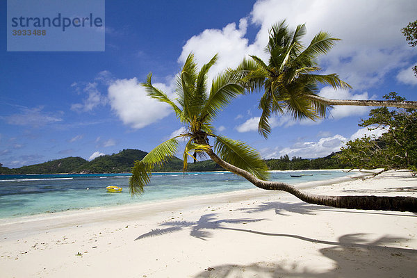Palmen (Cocos nucifera) am Meer  Baie Lazare  Insel Mahe  Seychellen  Afrika  Indischer Ozean