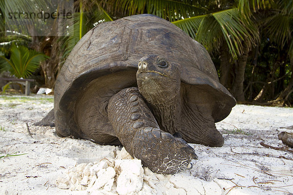 Aldabra-Riesenschildkröte (Aldabrachelys gigantea  syn. u. a. Geochelone gigantea  Dipsochelys elephantina und Dipsochelys dussumieri)  Seychellen-Riesenschildkröte (Aldabrachelys)  Insel Curieuse  Praslin  Seychellen  Afrika  Indischer Ozean