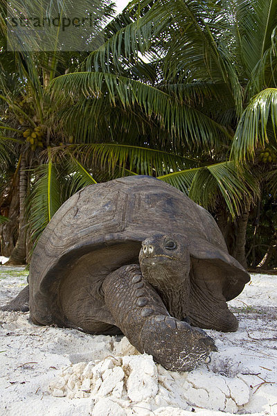 Aldabra-Riesenschildkröte (Aldabrachelys gigantea  syn. u. a. Geochelone gigantea  Dipsochelys elephantina und Dipsochelys dussumieri)  Seychellen-Riesenschildkröte (Aldabrachelys)  Insel Curieuse  Praslin  Seychellen  Afrika  Indischer Ozean