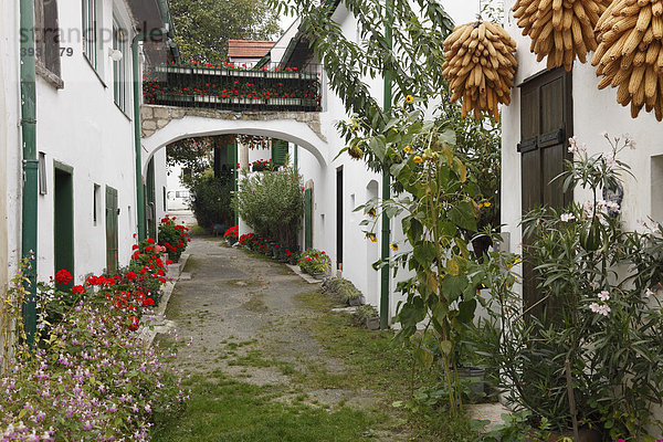 Gasse in Mörbisch am Neusiedler See  Burgenland  Österreich  Europa