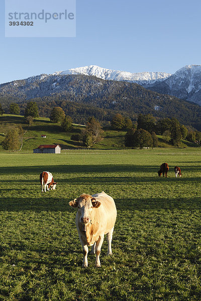 Jungkühe auf Weide bei Ohlstadt  Oberbayern  Bayern  Deutschland  Europa