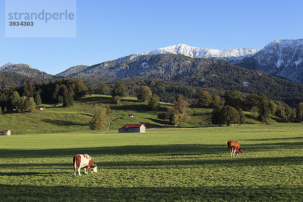 Jungkühe auf Weide bei Ohlstadt  Oberbayern  Bayern  Deutschland  Europa