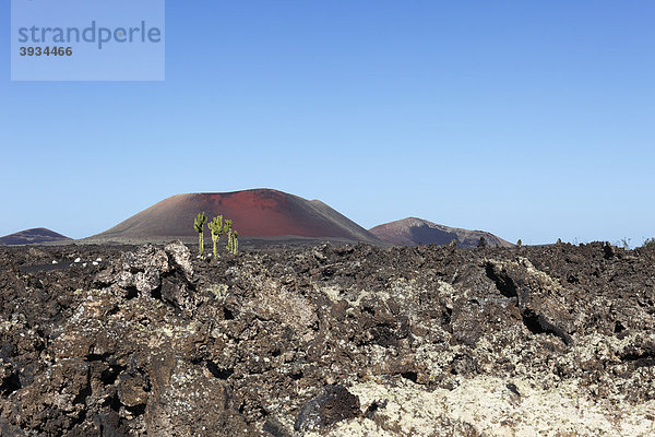 Lavafeld in La Geria  Vulkan Caldera Colorada  Lanzarote  Kanaren  Kanarische Inseln  Spanien  Europa