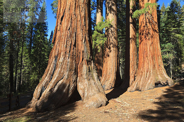 Mammutbäume im Foresta  Yosemite West  Yosemite Nationalpark  California  USA  Nordamerika