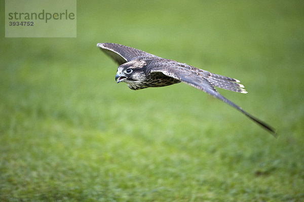 Lanner (Falco biarmicus) im Flug  Vulkaneifel  Rheinland-Pfalz  Deutschland  Europa