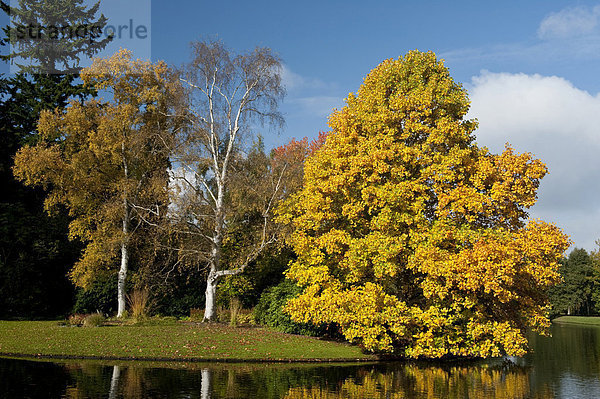 Bäume in Herbstfarben  Karlsaue  Kassel  Nordhessen  Hessen  Deutschland  Europa