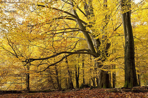 Buchen im Herbst  Naturschutzgebiet  Urwald Sababurg  Reinhardswald  Hofgeismar  Nordhessen