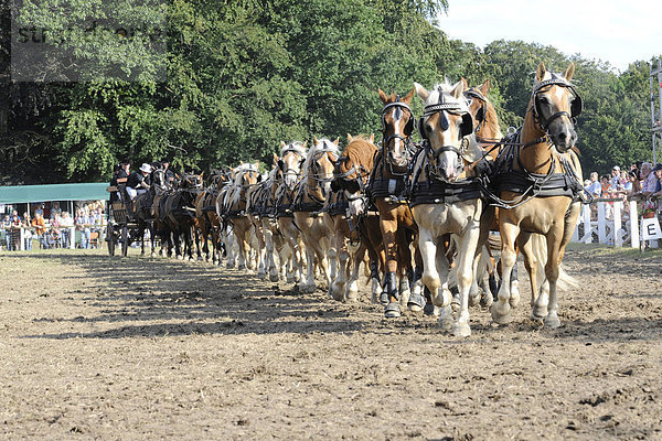 26-Spänner  Mehrspänner  Gespann mit 26 Pferden  Ponyschau Wenigenauma  Thüringen  Deutschland  Europa