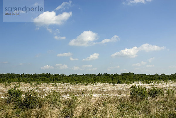 Großflächig von Schmalblättrigem Wollgras (Eriophorum angustifolium) bewachsenes Moor  Breitenburger Moor  Schleswig-Holstein  Deutschland  Europa