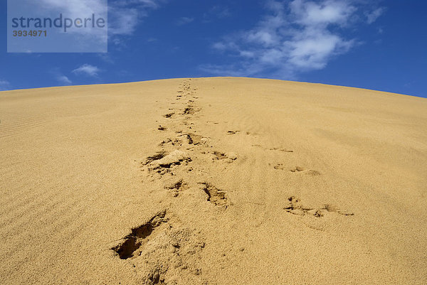 Spuren auf der Wanderdüne von Rubjerg Knude  Jammerbucht  Hj¯rring  Nordwestjütland  Vendsyssel  Dänemark  Skandinavien  Europa