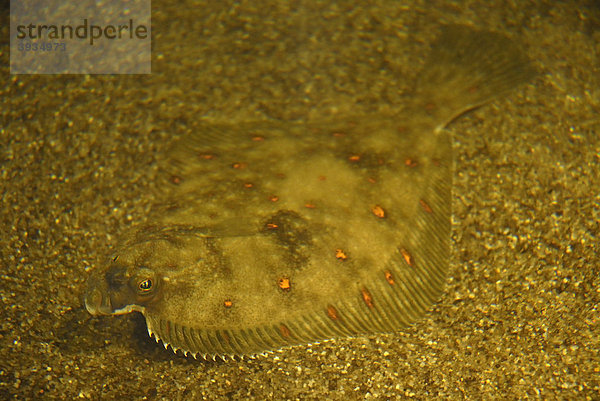 Plattfisch Scholle oder Goldbutt (Pleuronectes platessa)