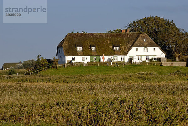 Warft  auch Warf  Werfte oder Wurt genannt  auf der nordfriesischen Insel Pellworm  Kreis Nordfriesland  Schleswig-Holstein  Deutschland  Europa