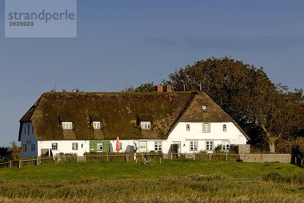 Warft  auch Warf  Werfte oder Wurt genannt  auf der nordfriesischen Insel Pellworm  Kreis Nordfriesland  Schleswig-Holstein  Deutschland  Europa