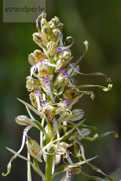 Bocksriemenzunge  Bocks-Riemenzunge  Bocksorchis (Himantoglossum hircinum)  eine heimische Orchideenart