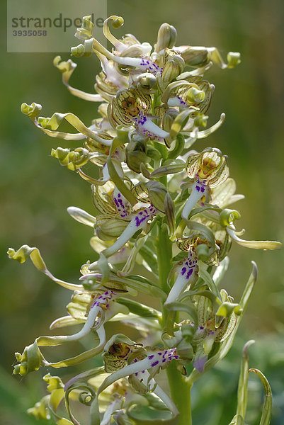 Bocksriemenzunge  Bocks-Riemenzunge (Himantoglossum hircinum)  auch Bocksorchis genannt  eine heimische Orchideenart  Mittelrheintal  Rheinland-Pfalz  Deutschland  Europa