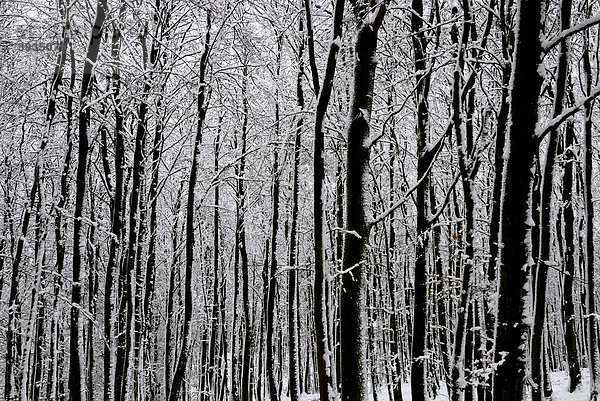 Vertikales Stammgewirr im winterlichen Buchenwald  Insel Rügen  Mecklenburg-Vorpommern  Deutschland  Europa