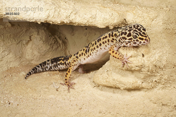 Leopard-Gecko (Eublepharis macularius)