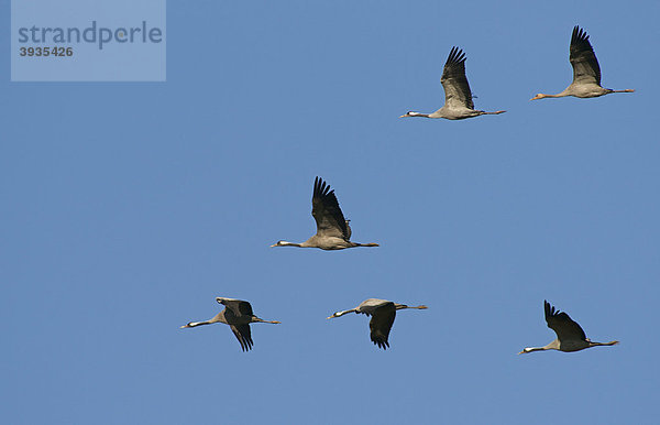 Kraniche (Grus grus)