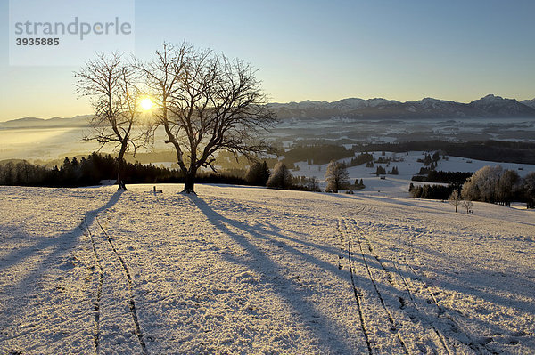Sonnenaufgang auf dem Auerberg  Schnee  Bernbeuren  Bayern  Deutschland  Europa