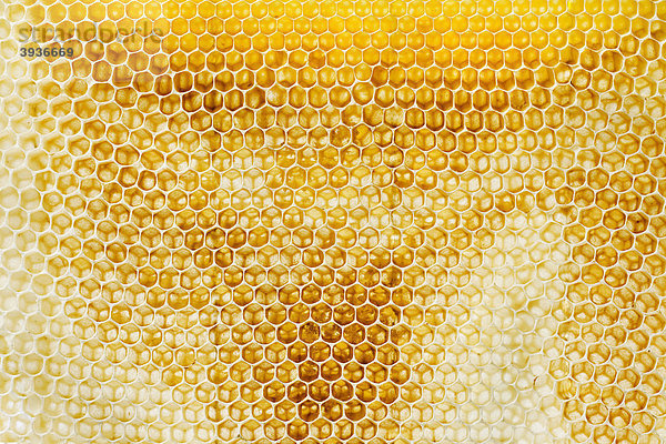 Bienenwaben  Honigwaben