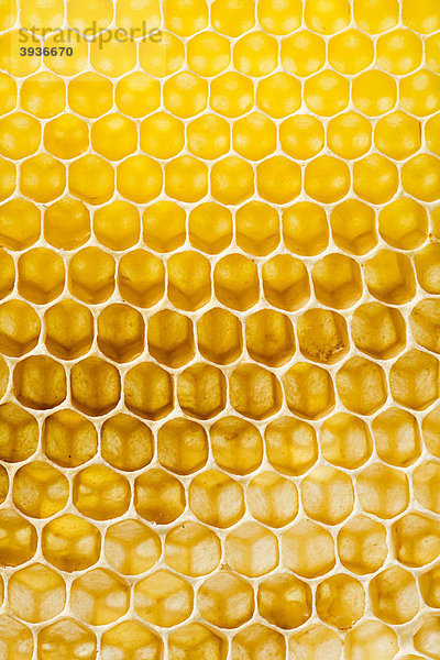 Bienenwaben  Honigwaben