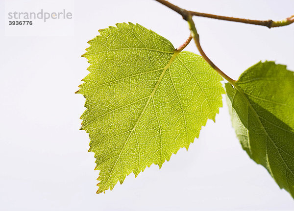 Blätter einer Birke (Betula)