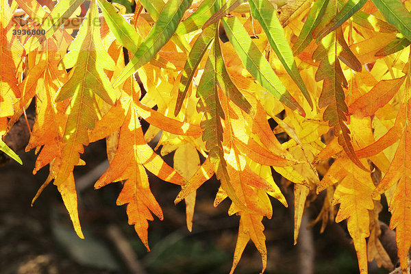 Herbstlich bunte Blätter von einem Essigbaum (Rhus typhina)