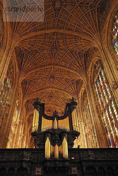 Gotisches Fächergewölbe mit Orgel der King's College Chapel  gegründet 1441 von König Heinrich VI.  King's Parade  Cambridge  Cambridgeshire  England  Großbritannien  Europa